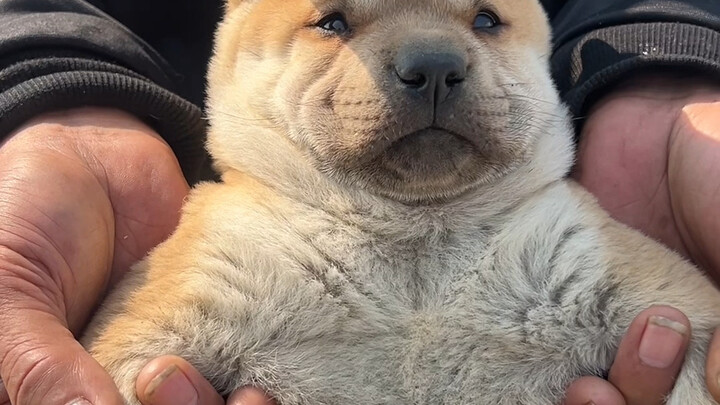 A beautiful litter of puppies was found in the deep mountains; they’re calm and super brave!