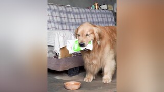 giaitri vuinhon foryoupage trending dog xuhuongtiktok