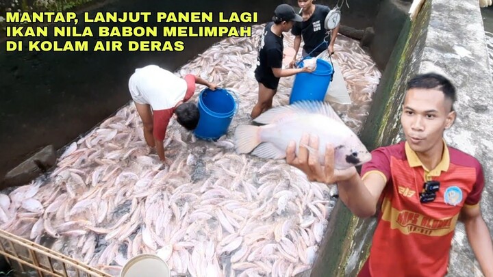 MANTAP, LANJUT PANEN LAGI IKAN NILA BABON MELIMPAH DI KOLAM AIR DERAS