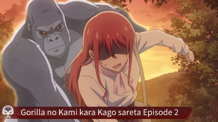 Gorilla no Kami kara Kago sareta Episode 2 Sub Indo