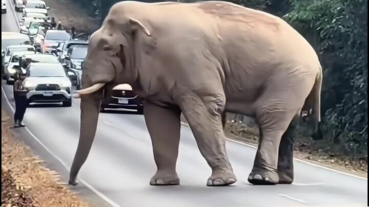 Elephants actually understand everything.