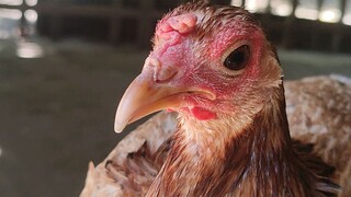 naka priming na #breeding purposes only