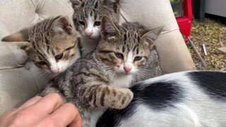 Selain induk kucing dan anak-anak kucing belangnya, saya akhirnya mengerti siapa ayah anak itu.