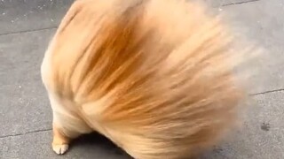 The little dog was blown into a mop by the wind, hahaha hahahahahahahahahahaha! The little dog was s