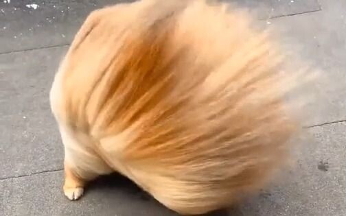 The little dog was blown into a mop by the wind, hahaha hahahahahahahahahahaha! The little dog was s