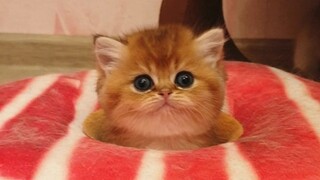 Memasukkan anak kucing ke dalam ban renang akan meningkatkan kelucuannya hingga 40 kali lipat.