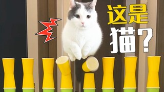 Is this the jumping ability a cat should have? Can't even jump over 30cm!