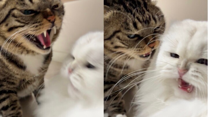 งูขี้โกง ลูกอมเหม็น บอสใหญ่รังแกลูกแมว