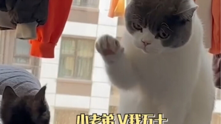 The cat is collecting protection money online.