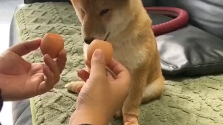 New Species: Old Rice Dog