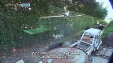 The Dog I Encountered Ep 03 Eng Sub