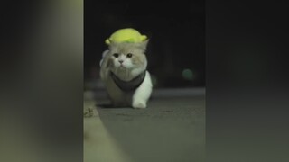 Bỏ nhà đi bụi tập 3 cat fyp meocute cute meow fy meomeo