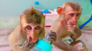 So cute tiny Toto and Yaya waiting for Mom to give them the coconut water