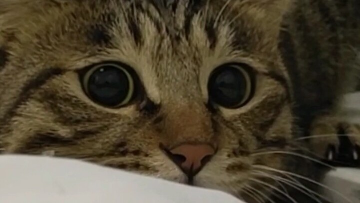 Đồng tử lập tức giãn ra, chú ý năng lượng cao phía trước!