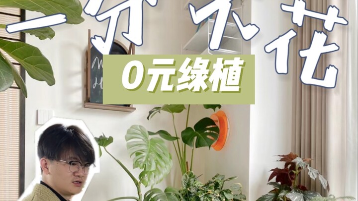抠搜姐夫说：不要钱的绿植🪴都在菜市场里