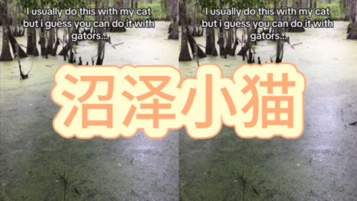 From today on, the swamp puppy can be called a swamp kitten...