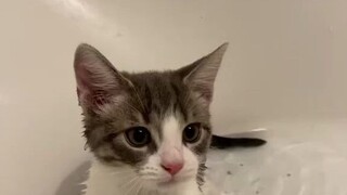 两只乖乖洗漱的小猫咪....要是被“绑架”了就眨眨眼！