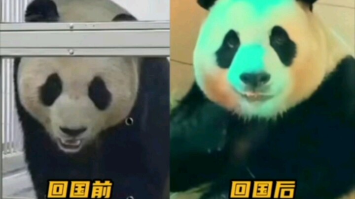 Fubao: Mom, I can’t eat anymore. Keeper: Look how hungry this kid is—she’s even talking nonsense!