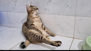 Khế Thúi bị ngáo cỏ mèo
