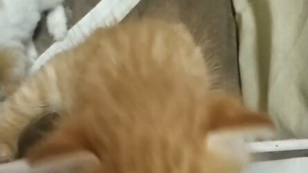 A little kitten found by a Chinese Academy of Sciences researcher has been hand-fed milk and raised—