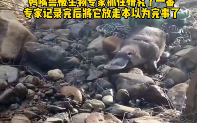 ألقى خبراء الأحياء القبض على خلد الماء لدراسته، وبعد أن سجّلوا ملاحظاتهم أطلقوا سراحه ظانّين أن الأم