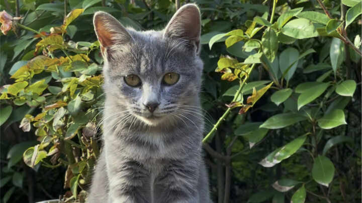 Chỉ gặp ba lần, nhưng dường như đã thấy cả cuộc đời của nó. Mong rằng những sinh mệnh bé nhỏ này đều