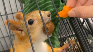 Ia bahkan ingin memiliki satu mulut lagi