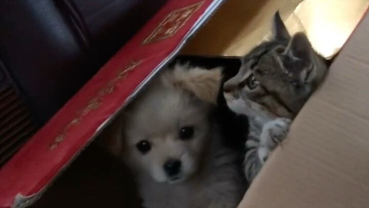 แมวคือแมวพื้นเมืองจีน สุนัขคือสุนัขพื้นเมืองจีน!