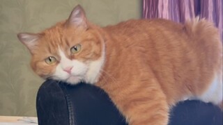 Chatty Mimi on the Chair Back—This Time It's a Wronged Kitten