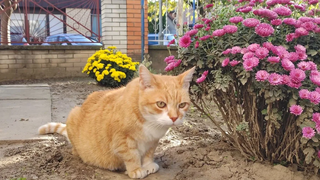 วิดีโอแมวผ่อนคลาย 181