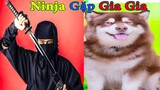 Thú Cưng TV | Gấu Alaska Gia Gia #16 | chó thông minh vui nhộn | Pets  funny cute smart dog