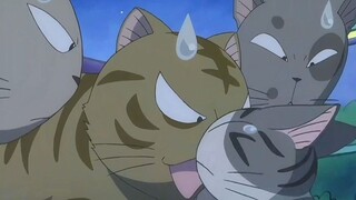 小奶猫意外走失竟遭流浪猫欺负！？