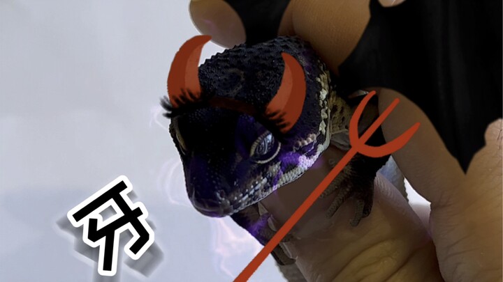 Even geckos can be paired into a couple~ Teeth