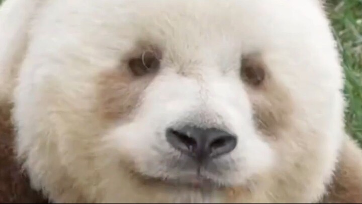 The ONLY Brown Panda In Captivity —  Way More Savage Than He Looks