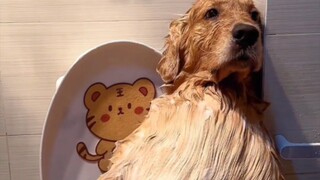 Golden Retriever: Sebenarnya apa aturan ini!
