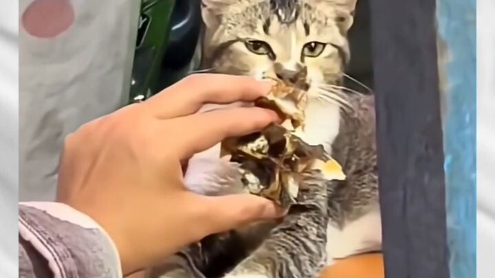 sesekali whiskas lah bang