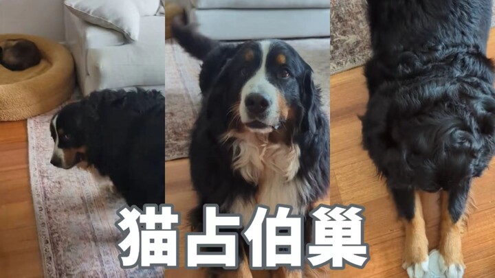 น้องเป่ามาฟ้อง: แม่จ๋าๆ รีบมาดูหน่อยสิ น้องเหมียวแกล้งหนู🥺