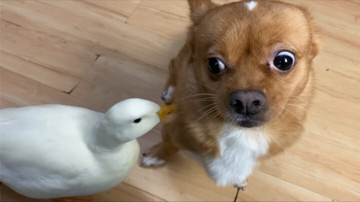 好奇害死狗吗？