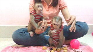 Sweet and yummy logan fruits for Mino and Coconut monkeys