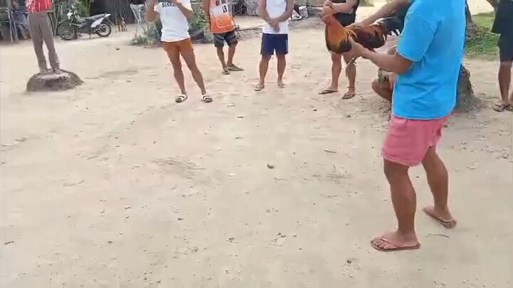 cock vs stag gelmore hatch stag win