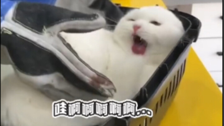 猫猫：踢到我你算是踢到棉花啦～