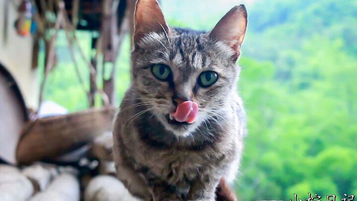 A rural tabby cat with a pair of antenna-like ears—hard to pet, but chows down on cat food with a sa