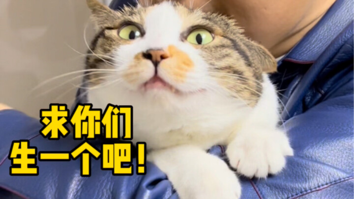 Begitu pasangan menikah bertahun-tahun tanpa punya anak, kucing di rumahlah yang jadi korban!