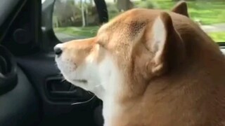 Saya punya video saat Anda mendengarkan lagu tersebut