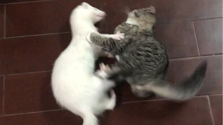 Once the cat grows up, it… beats up the mink!