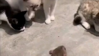 يا فئران، لن أعود لتناول العشاء الليلة