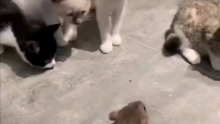 鼠鼠我呀，今晚就不回去吃饭了