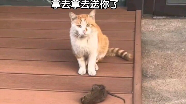 แม้ว่าฉันจะเป็นแค่แมวจรจัด แต่ฉันมีมารยาทนะ!