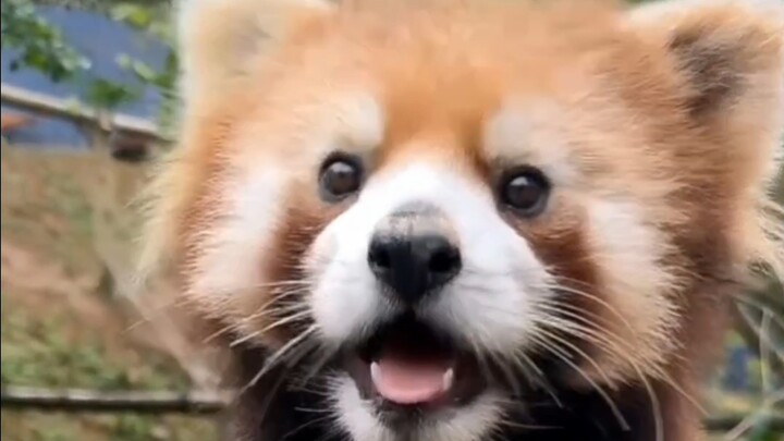Little Panda NianNian: Am I stuck in a ghost wall? (The correct way to grab a little panda by the ta
