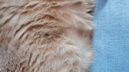 Asleep, but doesn’t want to be touched